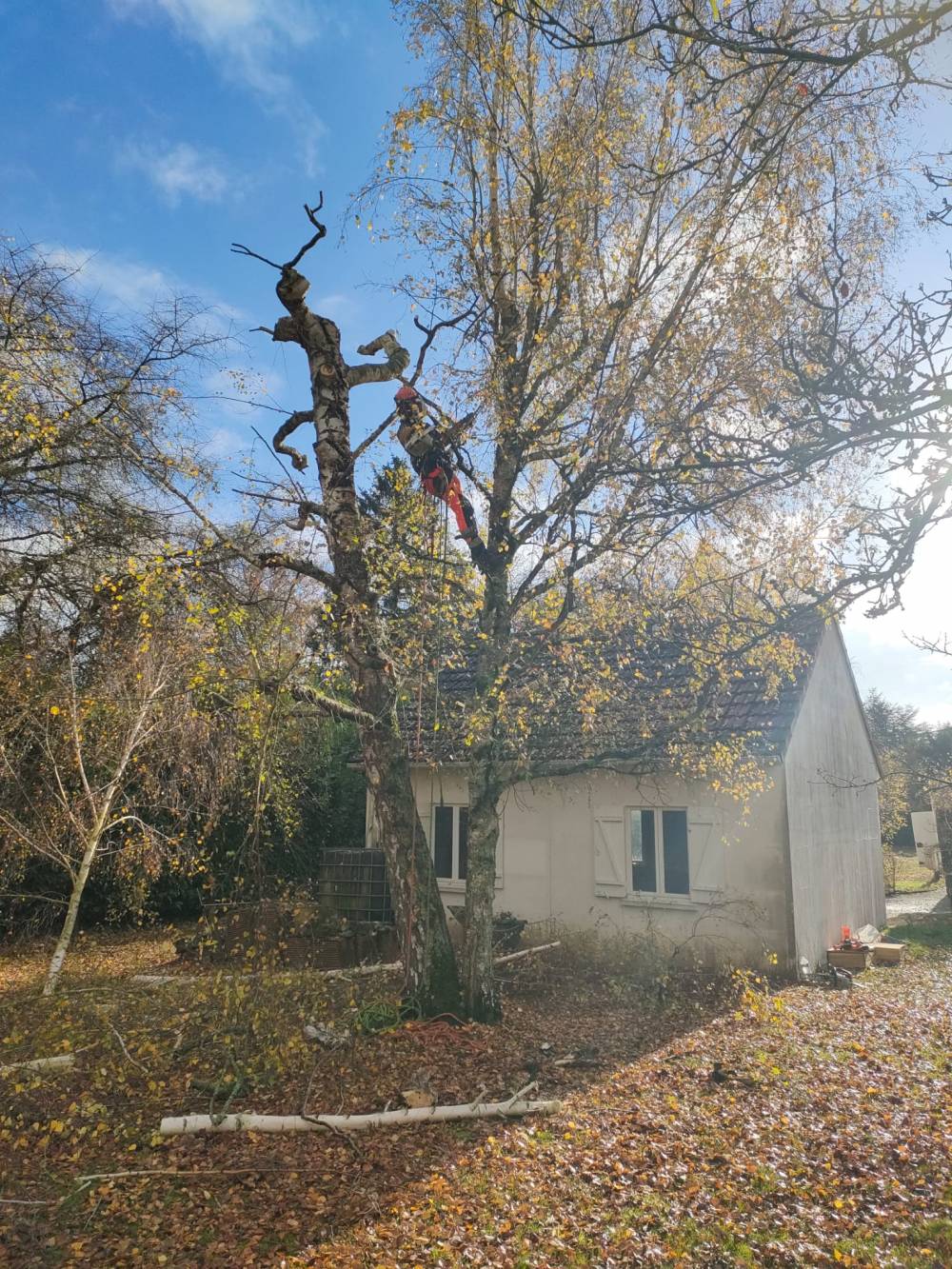 CAPLOT ELAGAGE 45 - Elagage (1).jpg