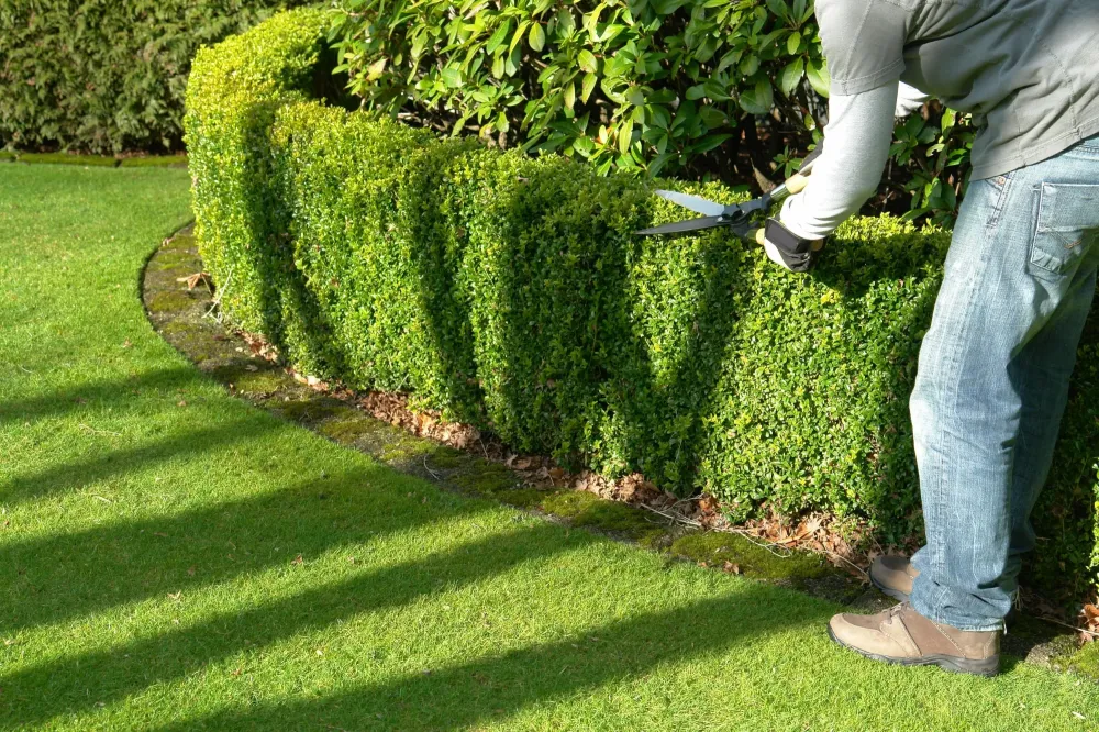 Les bienfaits de la taille de haie
