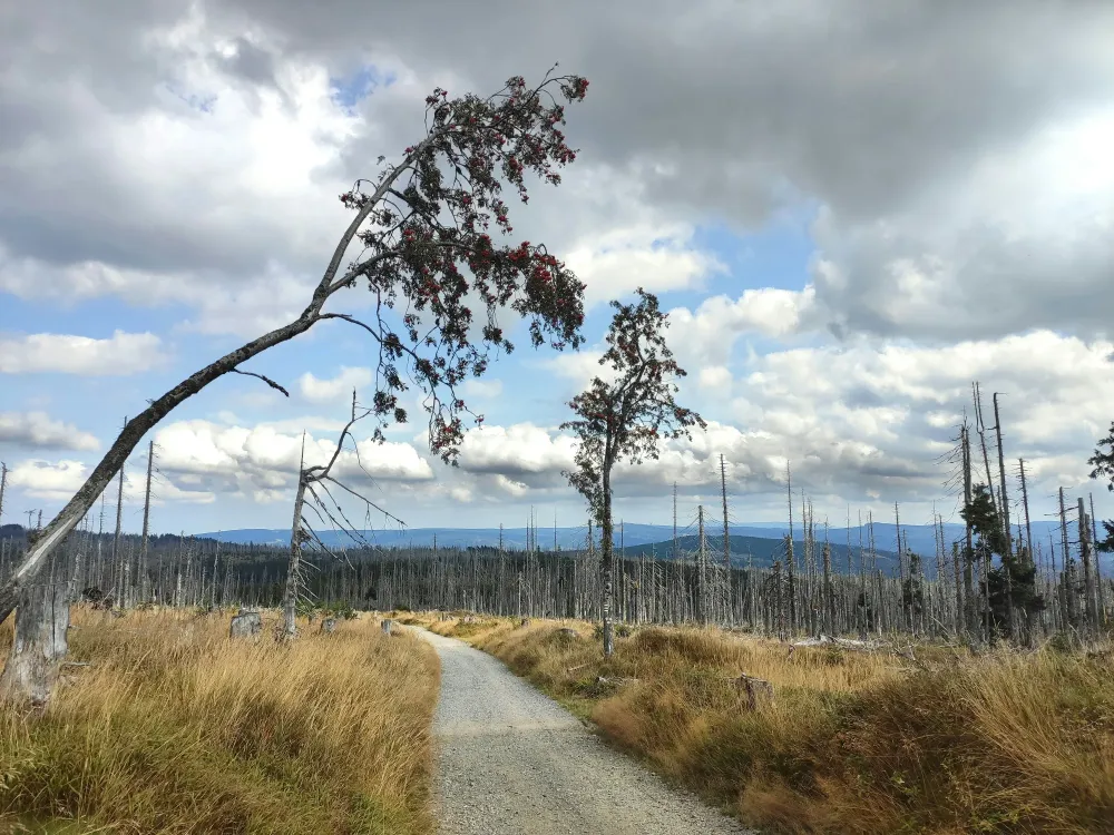 La dangerosité des arbres morts